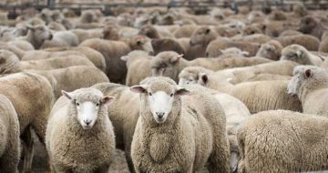 Sheep Without Shepherds