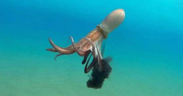 The Squid-Ink Pontificate: Weaponised Irrationality