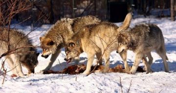 Bishop Schneider: ‘The Pope Cannot Be Silent As He Watches The Wolves Devour The Flock’