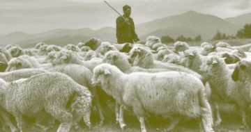 The Shepherds the Church Needs Now