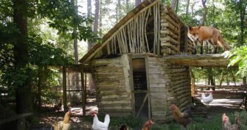 Vatican Finances: The Fox In The Henhouse