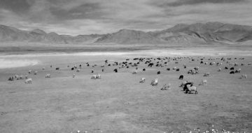 Wayward Shepherds, Scattered Sheep