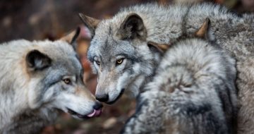 German Bishops Join the Wolves