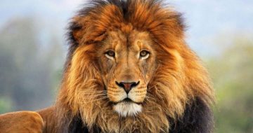 The Last Battle: C.S. Lewis and Why the Corruption of Language Can Destroy the World