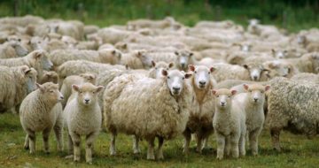 Sheep Without A Shepherd