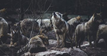 False Prophets – Seventh Sunday after Pentecost